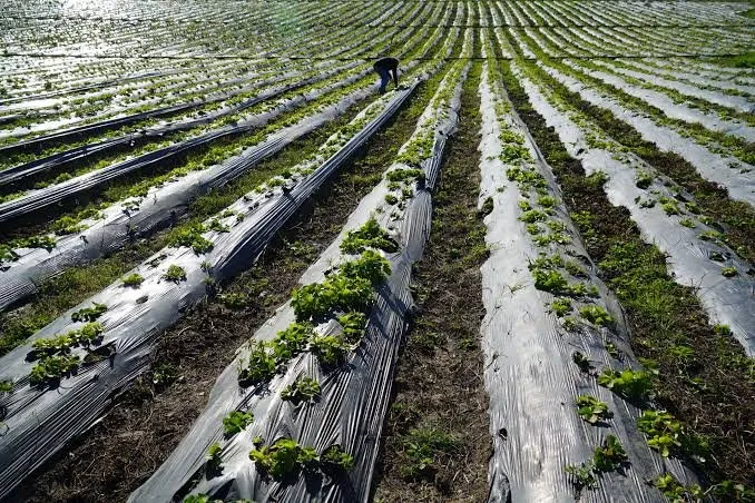 Rows of plants growing in a field